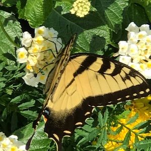 Meet your Posher, Wendy